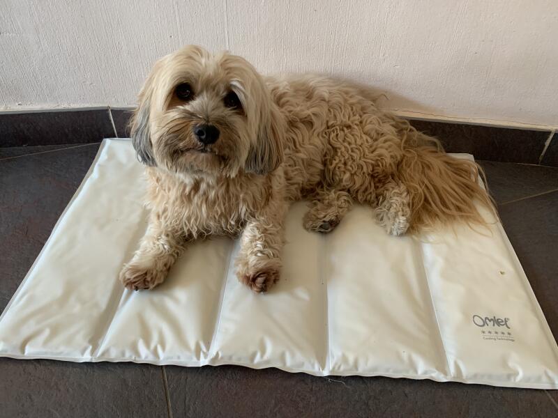 A dog resting on a cooling mat