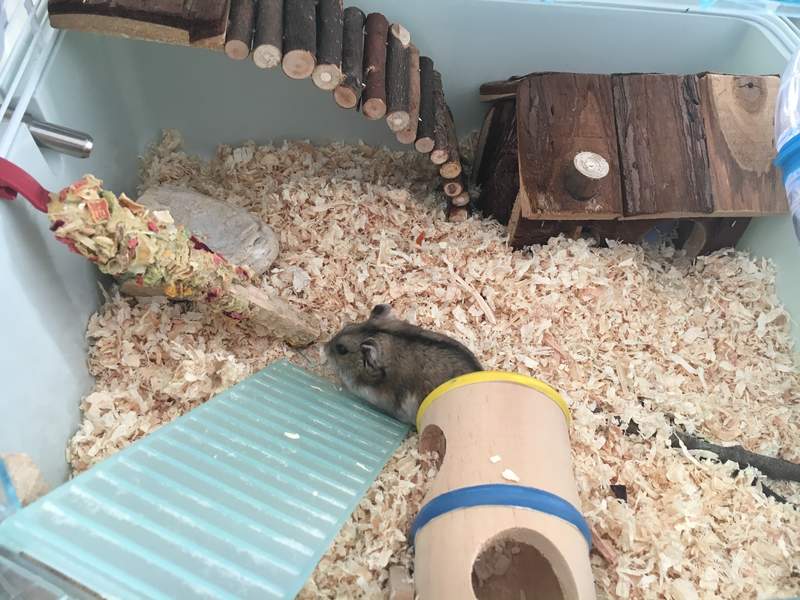 Un petit hamster nain brun dans une cage avec de nombreux accessoires