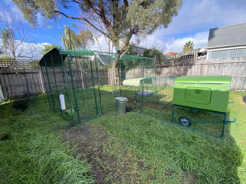 A green chicken coop connected to a larger enclosure