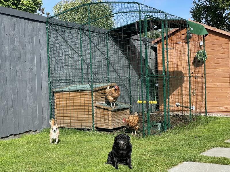 A couple of dogs next to a walk-in enclosure with chickens