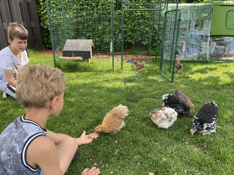 Børn med høns og Eglu Cube stor hønsegård og løbegård og Omlet walk in chicken run