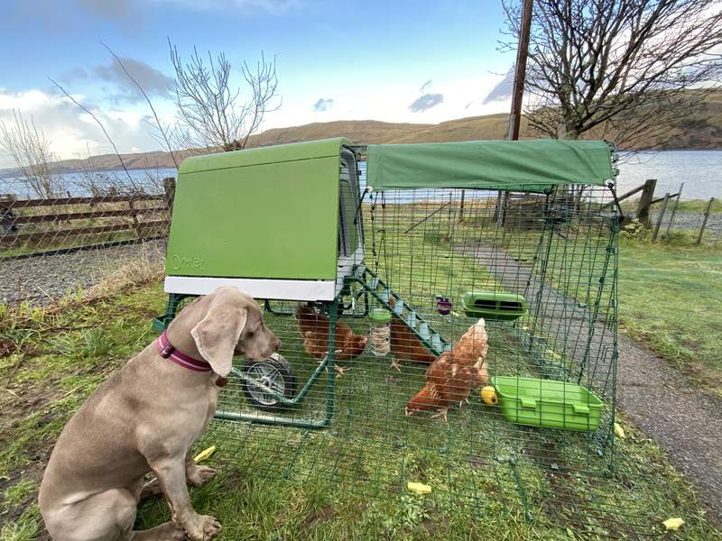 Dog sitting outside Omlet Green Eglu Cube Large Chicken Coop and Run