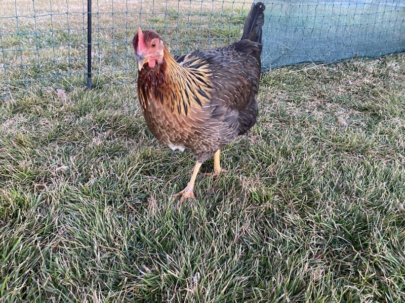 Kurczak welsummer w ogrodzeniu dla kurcząt.