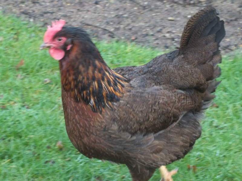 A welsummer chicken walking on grass