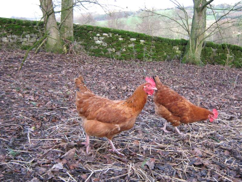 Woodland hens free ranging