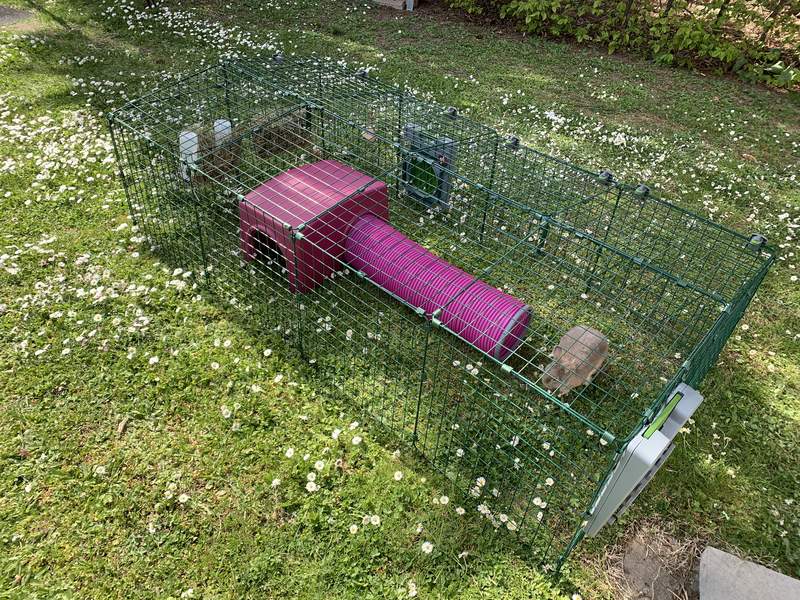 Omlet Zippi konijnenren met Zippi schuilplaats en tunnel in de tuin