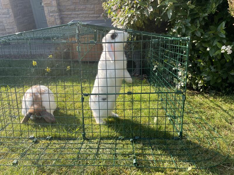 Two rabbits in a rabbit run