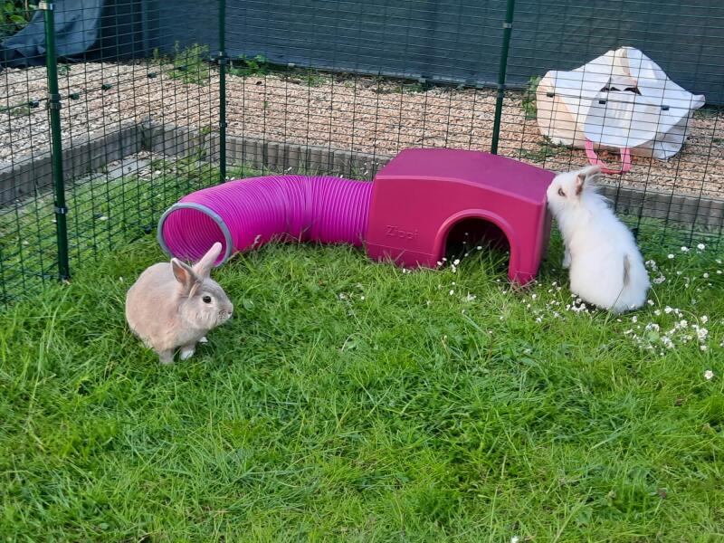 Two rabbits playing in their shelter with play tunnel
