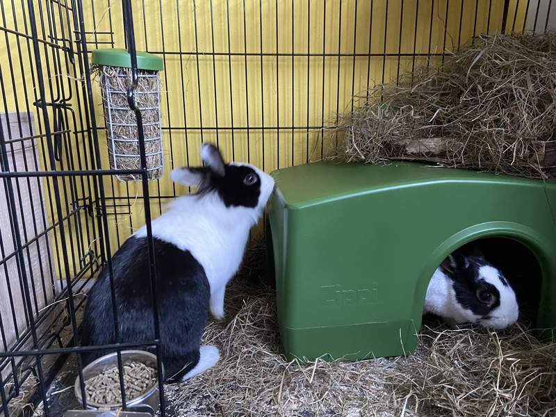 Två svartvita kaniner med ett skydd och en Caddi foderautomat i en springa.