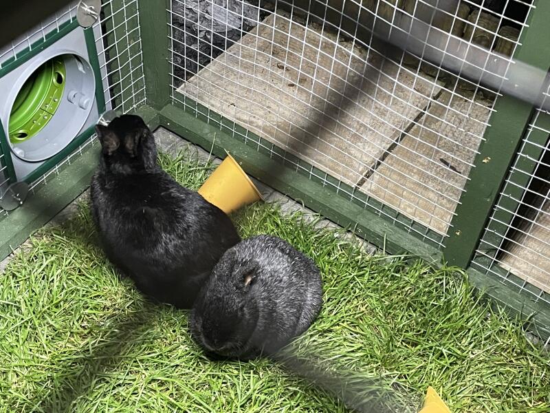 Kaniner, der bruger den grønne tunnel, der forbinder deres anlæg