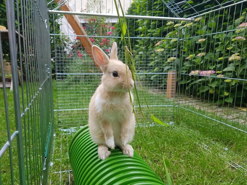 A rabbit sitting on top of his green tunnel, inside an enclosure