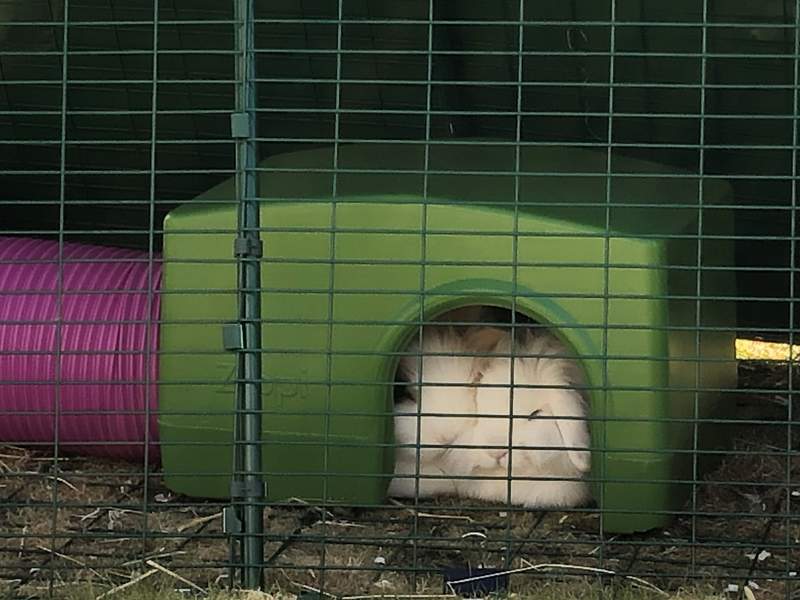 Kaniner som sover inne i grønt Zippi ly