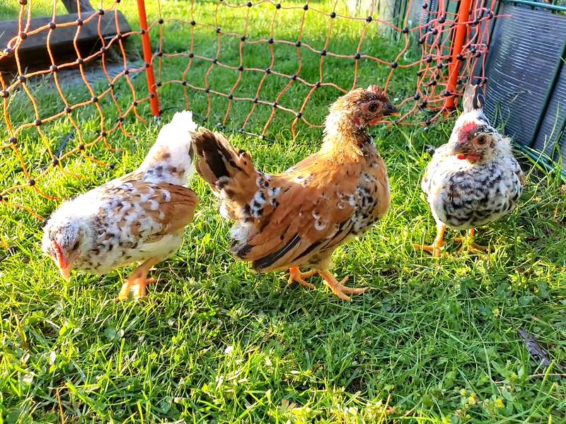 Drie kleine gespikkelde kippen in een tuin