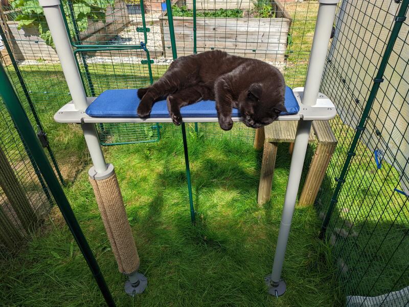 A cat playing on the platform of his outdoor cat tree