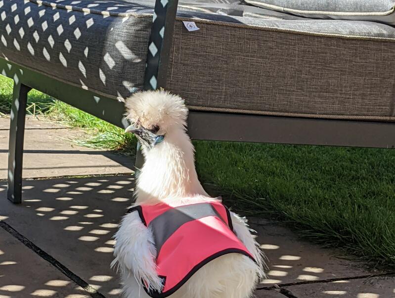 A small chicken wearing a high-visibility pink vest