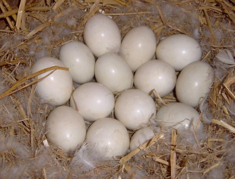 Laid eggs in nest
