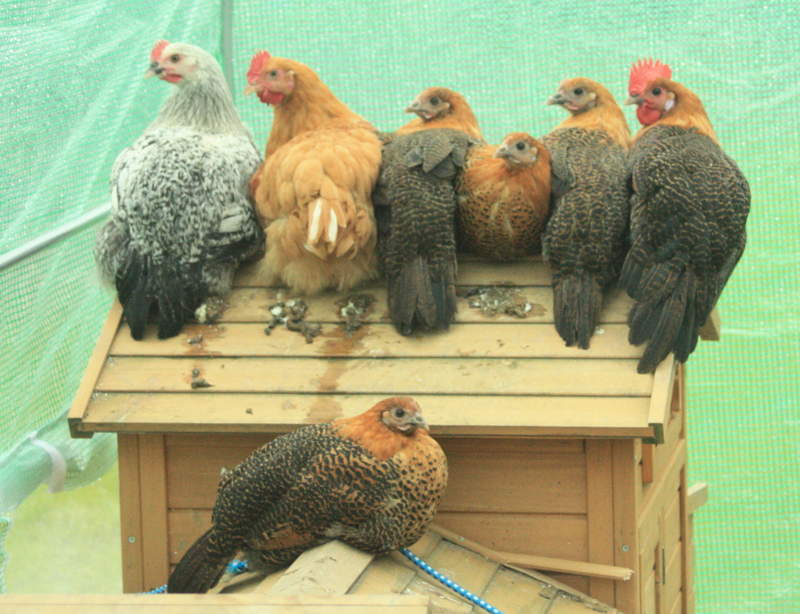 Campine Chickens sitting on their wooden coop