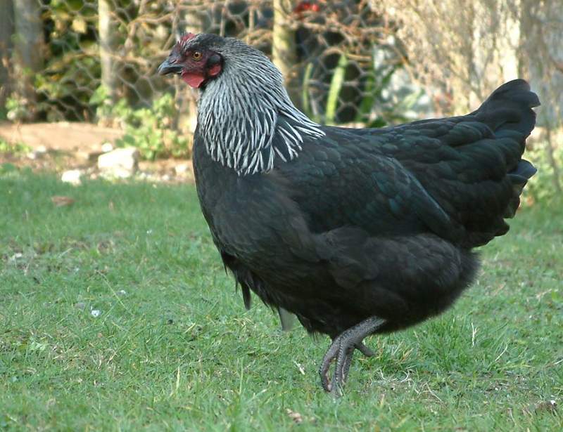Norfolk Grey Chicken in garden