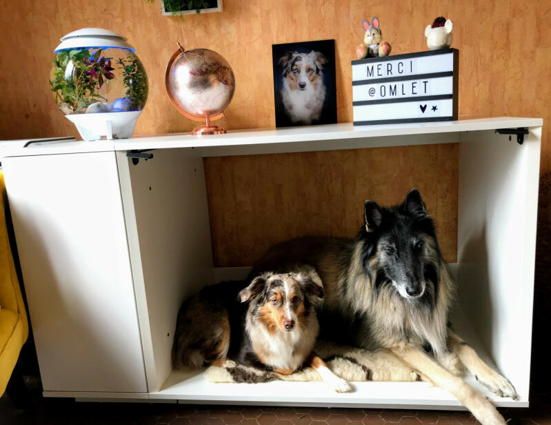 two brown white and black dogs inside a white fido studio with a wardrobe attached