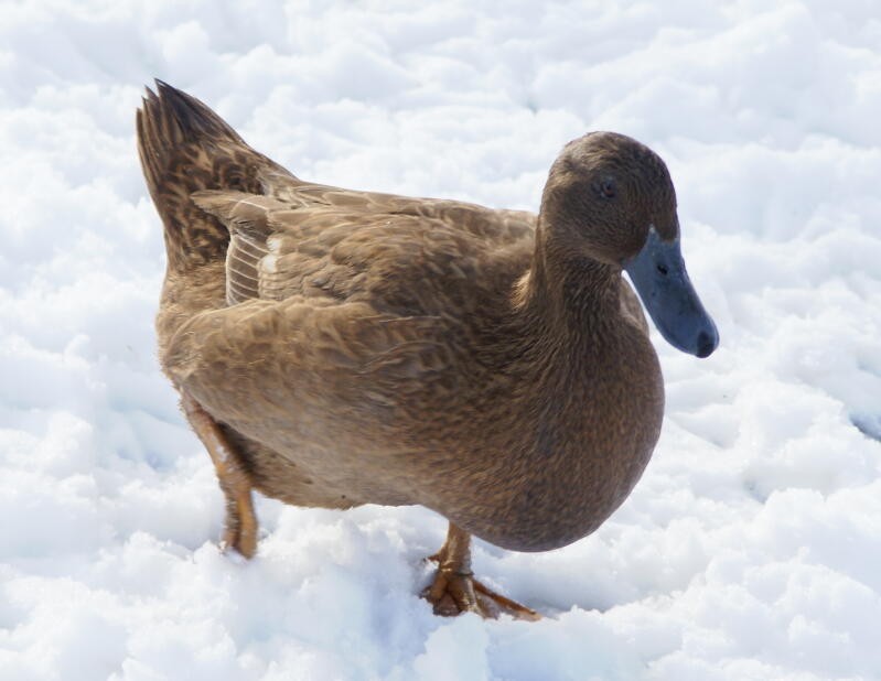 a brown Campbells duck in the snow walking