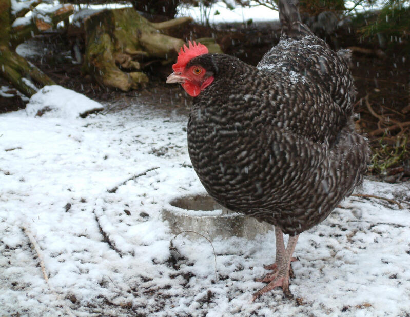 Speckledy Chicken with snow