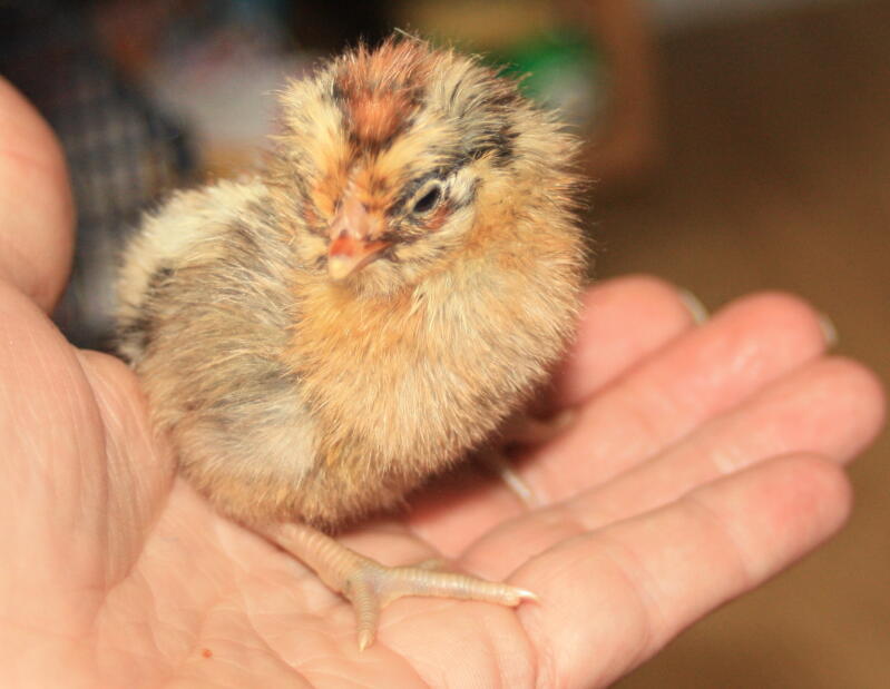 Gold Campine Chick held in hand
