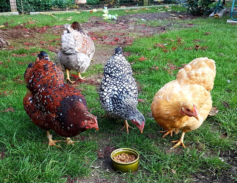 Chickens eating food off of ground