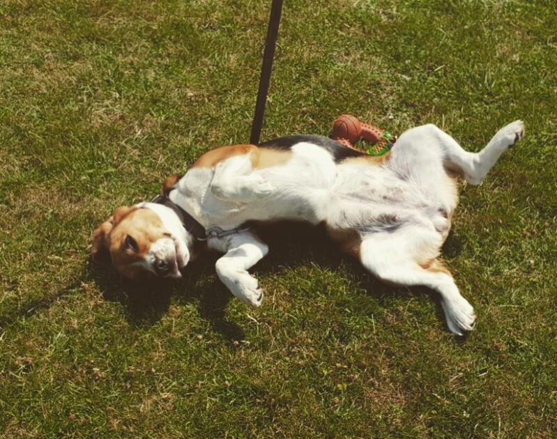 Een beagle ligt in de zon op een grasveld tijdens een wandeling