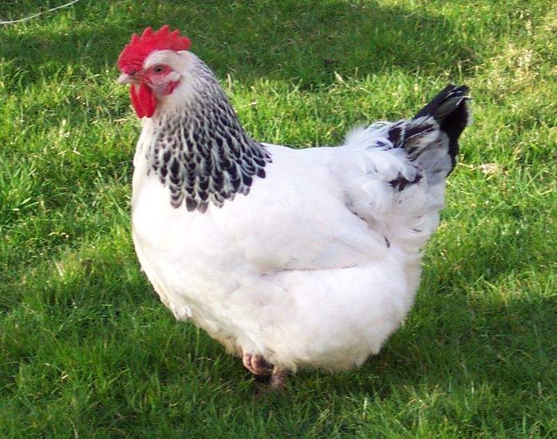 Pollo ligero de Sussex