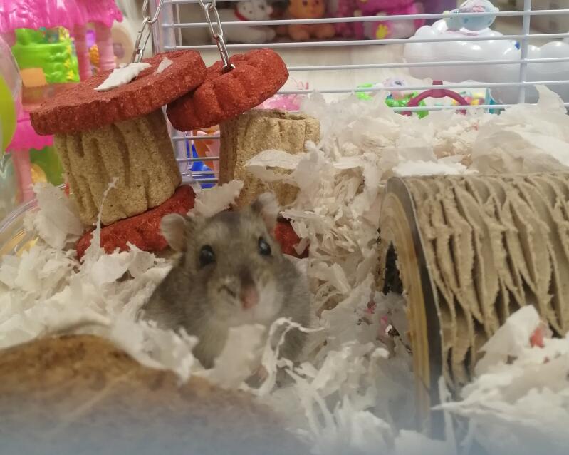A small brown hamster in a cage with lots of bedding toys and accessories