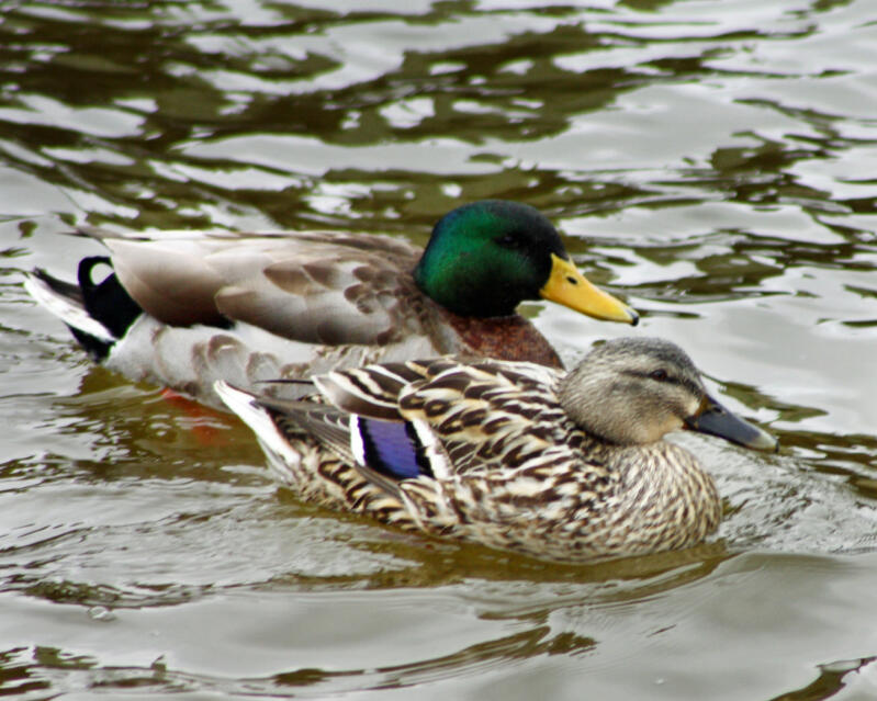 Two Mallard ducks floating in water