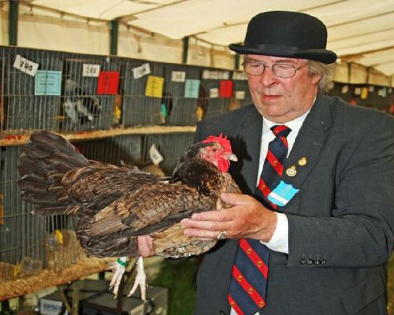 Dorking Chicken being held by man