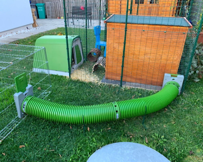 Omlet green Eglu Go rabbit hutch connected to Omlet walk in rabbit run and Omlet Zippi tunnel connected to run