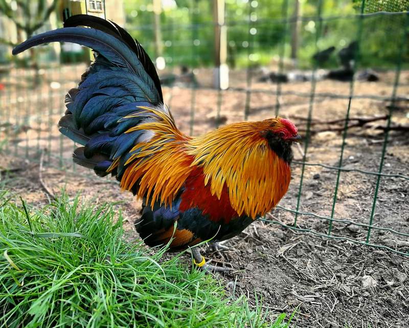 a large black and orange cockerel