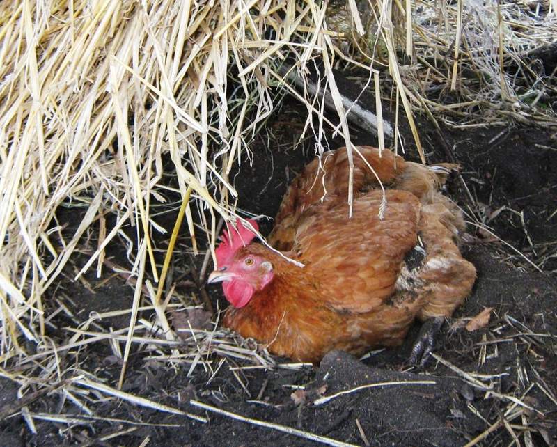 Kip zittend in de modder