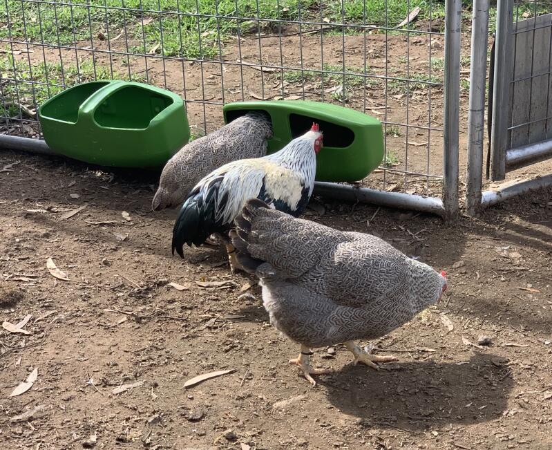 Pollos comiendo de un comedero fijado a una malla metálica