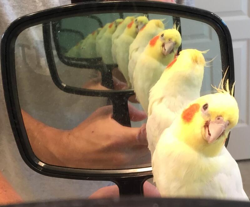 Budgie looking happy with mirror