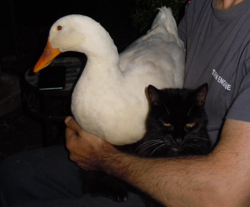Duck and cat being held