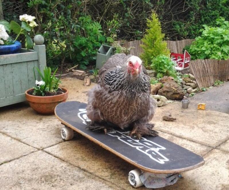 Pepper le poussin de skateboard cool et lisse!