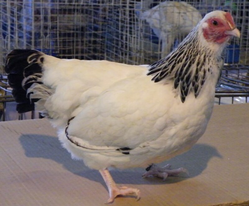 Une poulette bantam légère du Sussex d&#39;Afrique du Sud