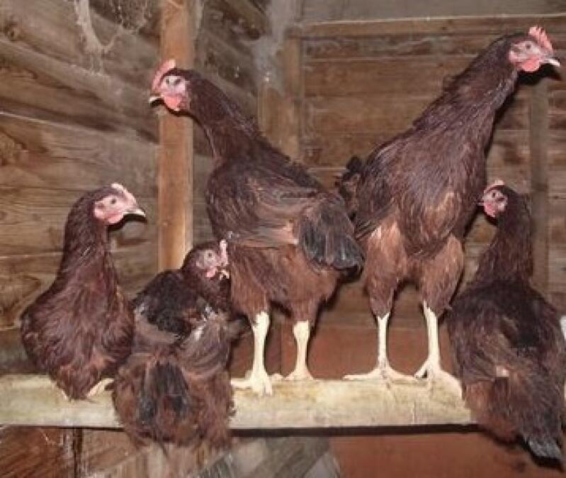 Cinque polli che si appollaiano nel loro pollaio