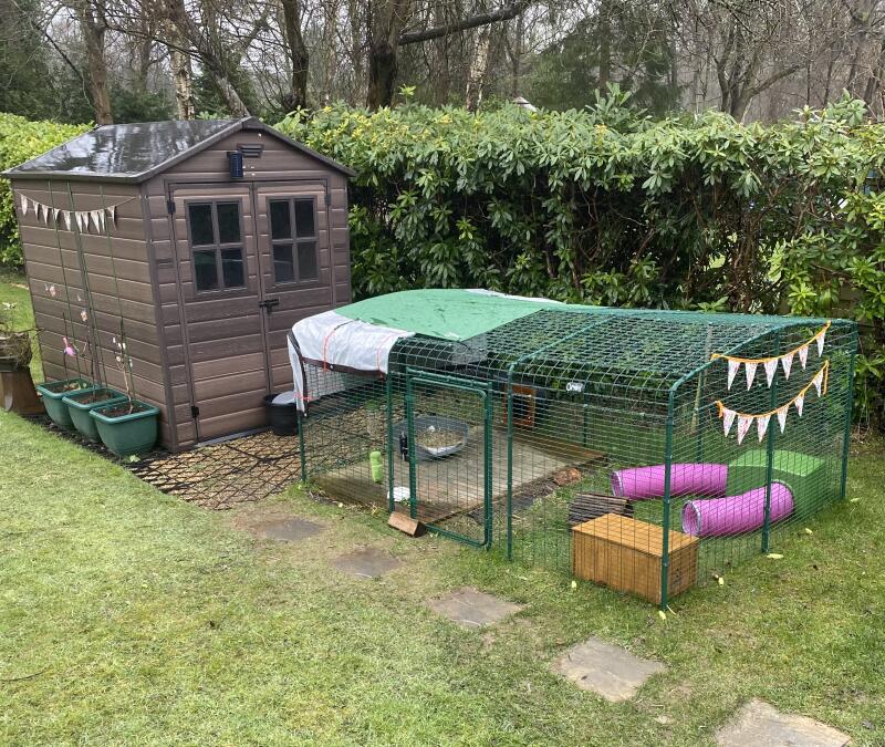 A low rabbit run attached to a shed in a garden