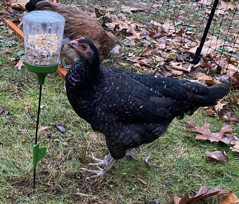 Kyckling hackar Omlet peck leksak