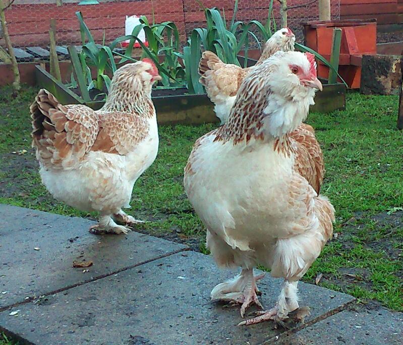 Kurczaki z Faverolles