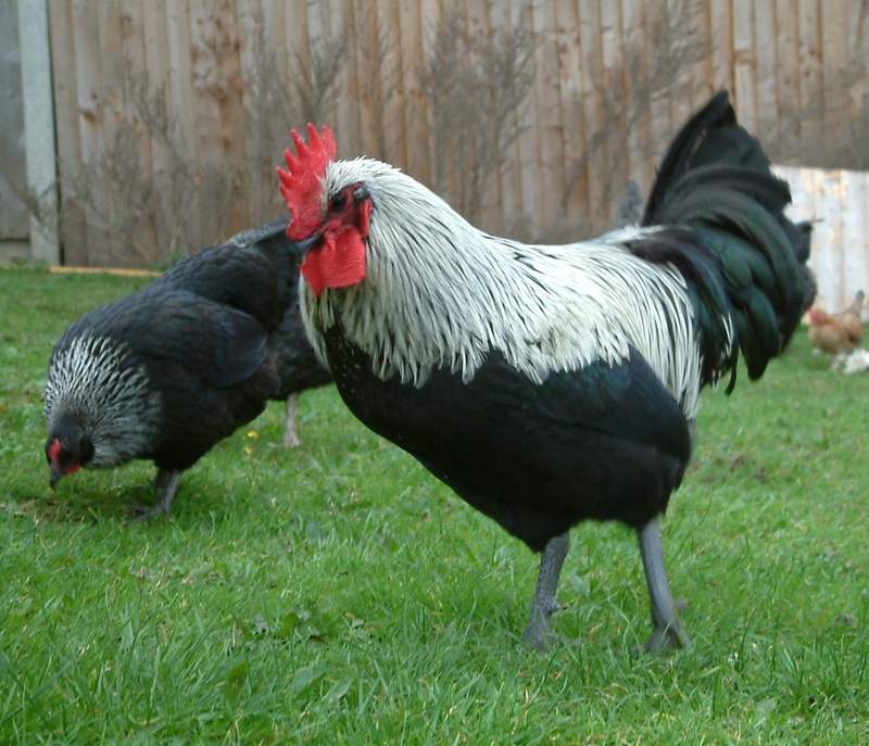 Norfolk Grey Cockerel and chicken foraging in garden