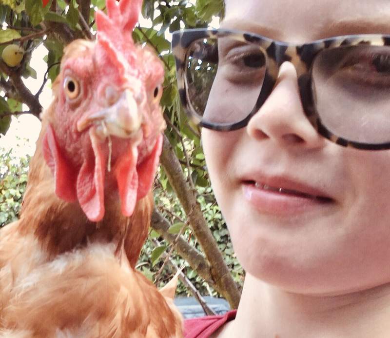 An exbattey chicken looking happy