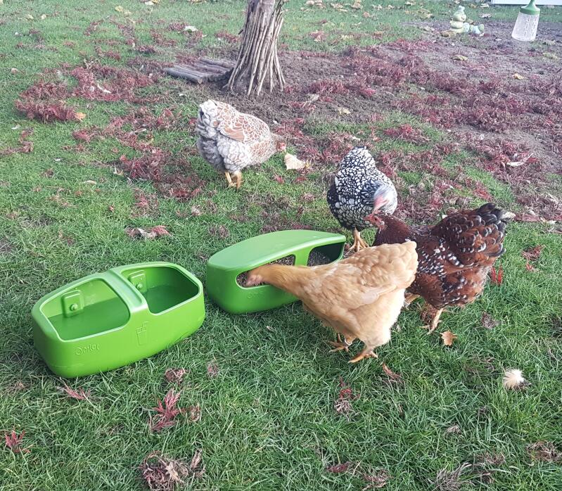Kurczęta jedzące z karmnika