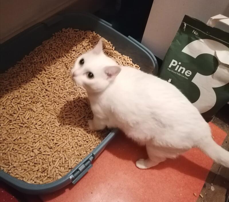 A cat about to use his litter box
