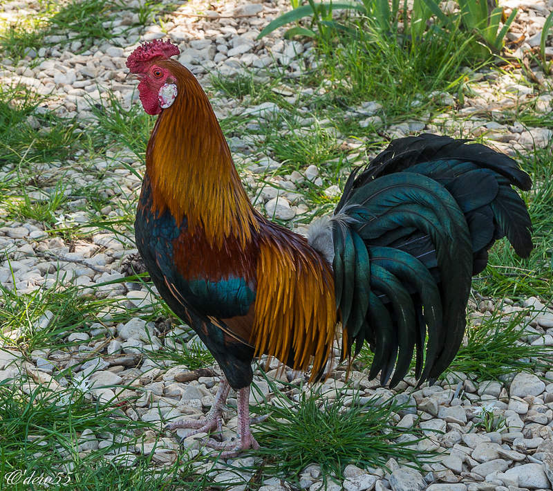 A cockerel with beautiful feathers on grass and stones