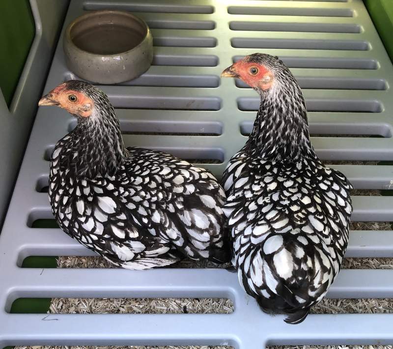 Two wyandotte chickens roosting in an Eglu Cube chicken coop.